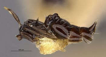 Media type: image;   Entomology 20813 Aspect: habitus lateral view